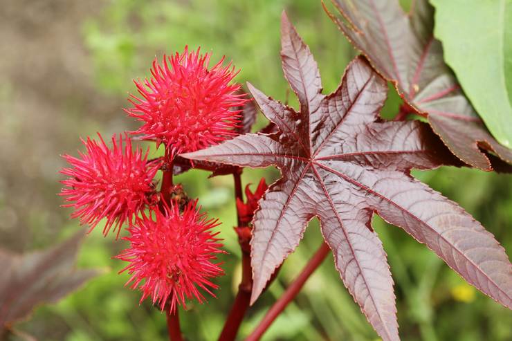 Types et variétés de graines de ricin