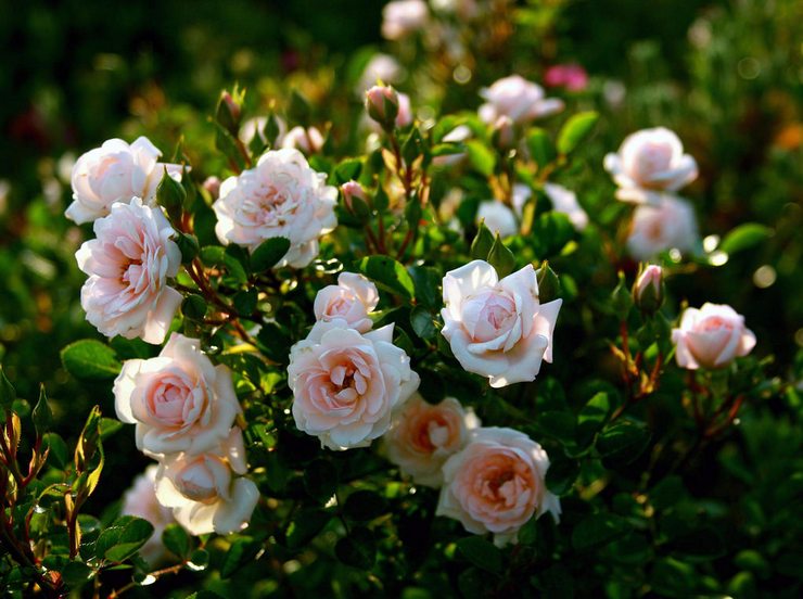 Rosiers arbustifs: plantation et entretien en plein champ, poussant dans le jardin