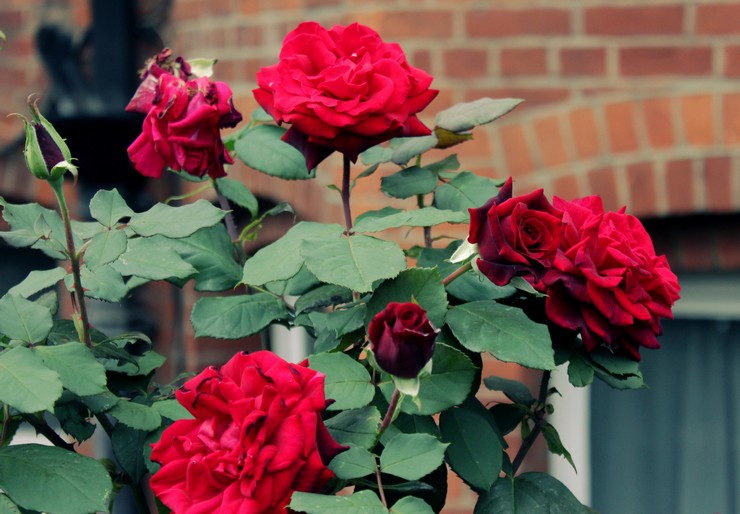 Caractéristiques de la culture des roses de brousse