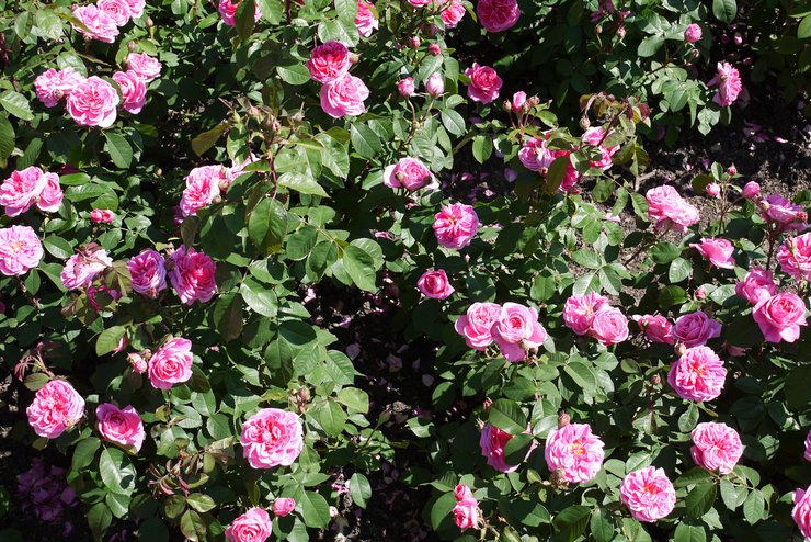 Prendre soin des roses dans le jardin