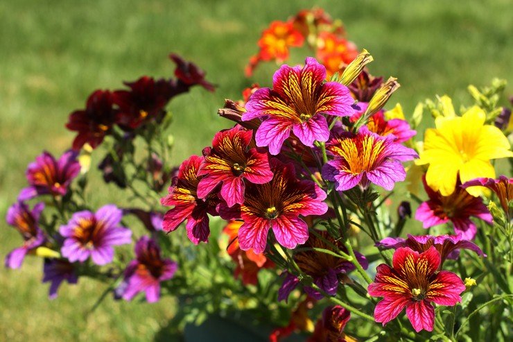 Salpiglossis: plantation et entretien en plein champ, à partir de graines