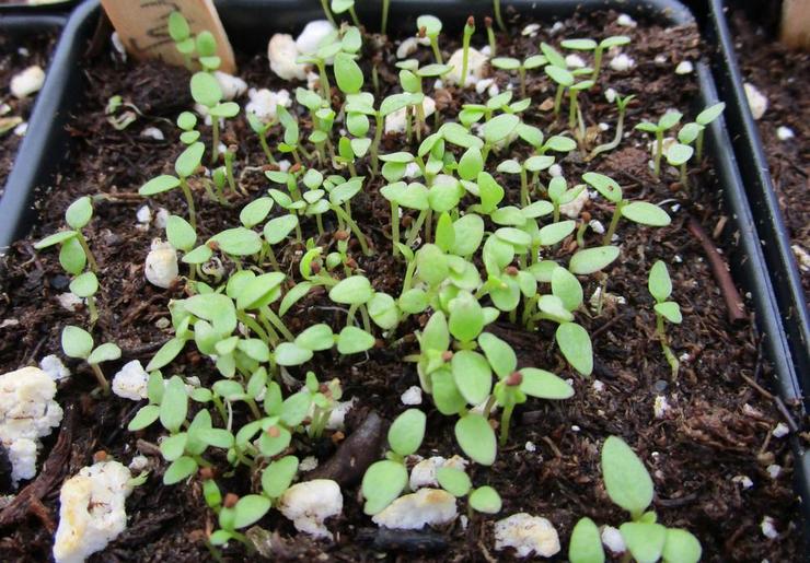 Cultiver du salpiglossis à partir de graines