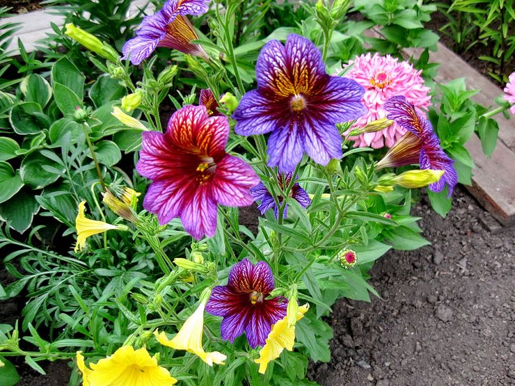 Soin Salpiglossis dans le jardin