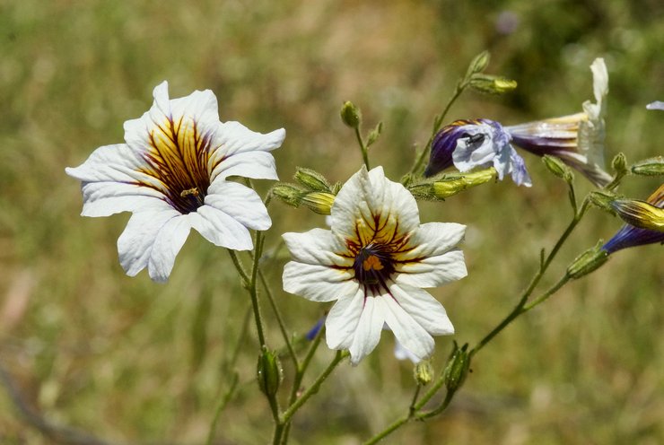 Types et variétés de salpiglossis