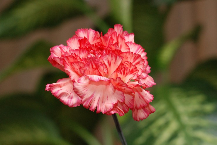 Carnation Shabo - plantation et entretien en plein champ. Faire pousser des œillets Shabo à partir de graines. Description, types avec photos