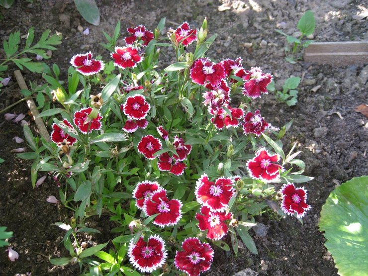 Planter des œillets Shabo en pleine terre