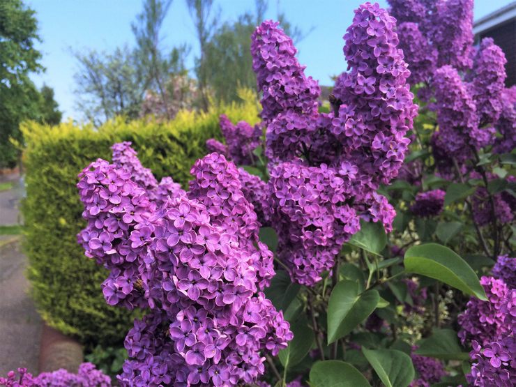 Au printemps, lorsque le lilas commence à fleurir activement et à se délecter de sa beauté, il est également nécessaire de prendre soin de la brousse.