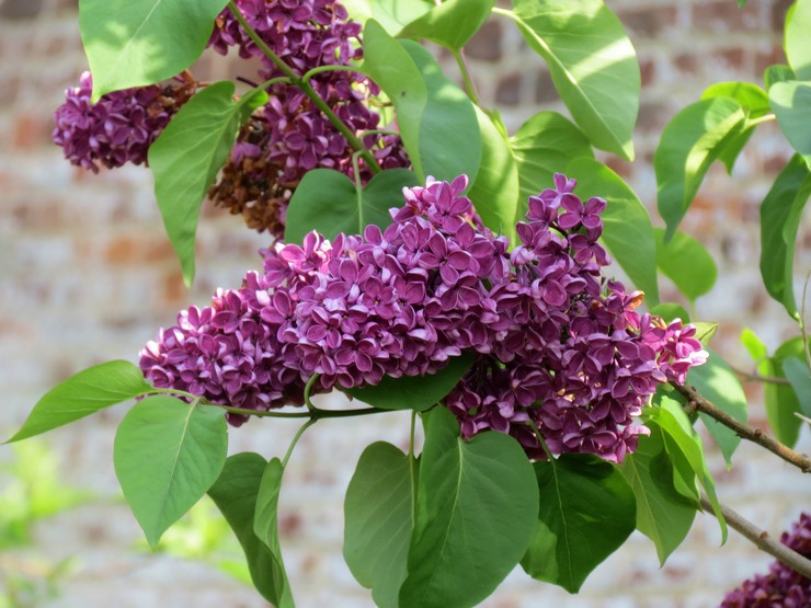 Lilas: plantation et entretien en plein champ, poussant au jardin