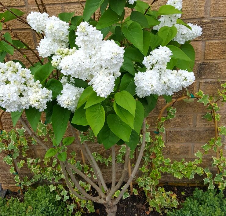 Planter des lilas en pleine terre