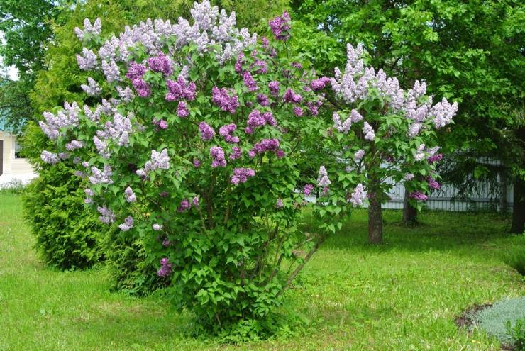 Prendre soin des lilas dans le jardin