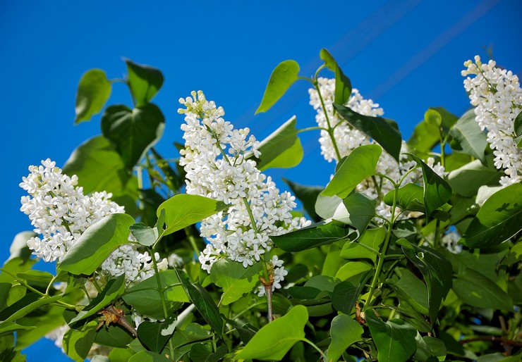 Types et variétés de lilas