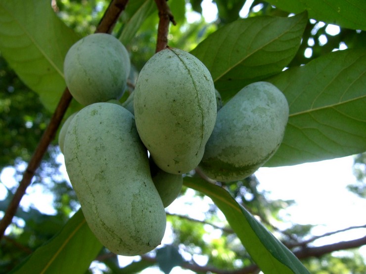 Azimina: plantation et entretien en plein champ, culture au jardin