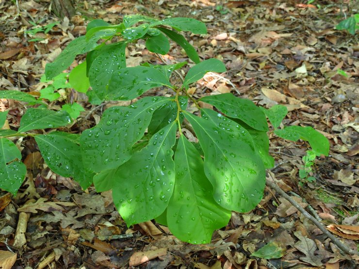 Planter une papaye en pleine terre