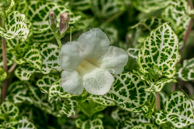 Types et variétés d'azistasie