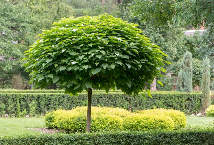 Catalpa: plantation et entretien en plein champ, culture au jardin