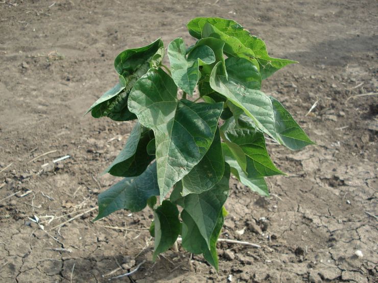 Plantation de catalpa en pleine terre