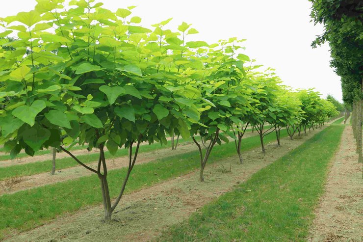 Reproduction de catalpa