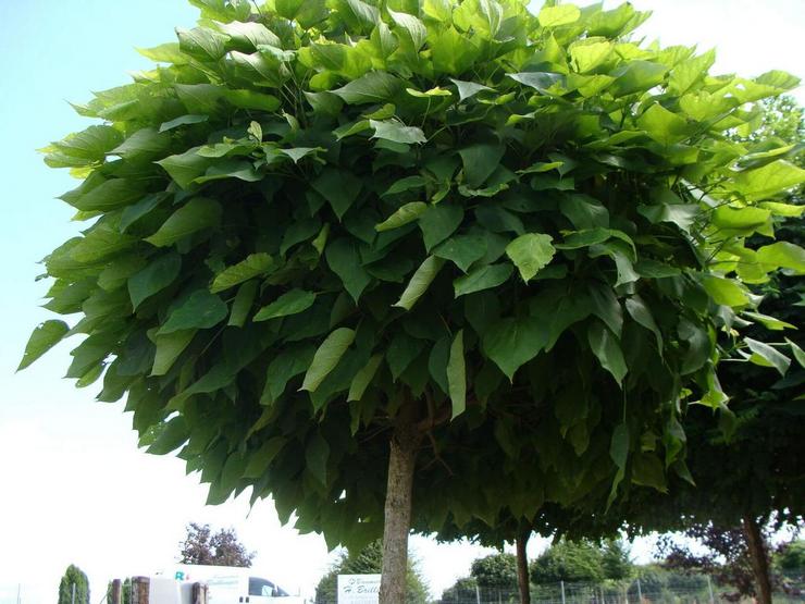 Soins Catalpa dans le jardin