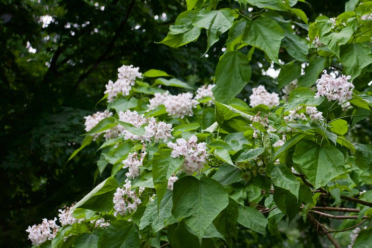 Types et variétés de catalpa