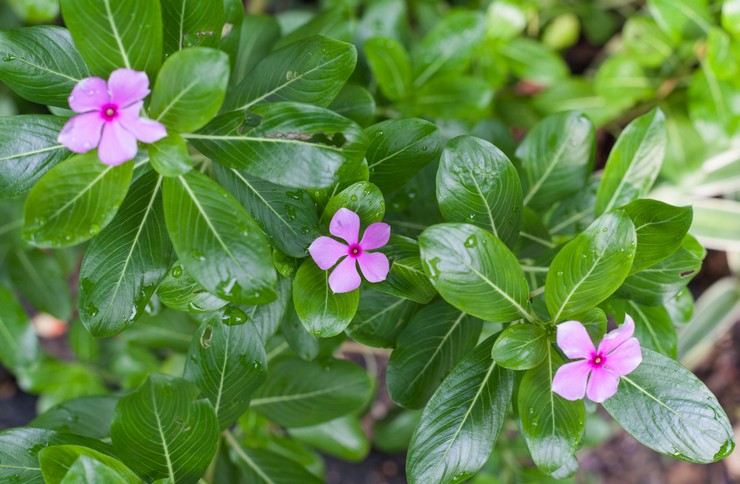 Cultiver un catharanthus dans le jardin