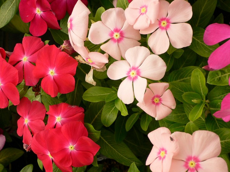 Types et variétés de catharanthus avec photo