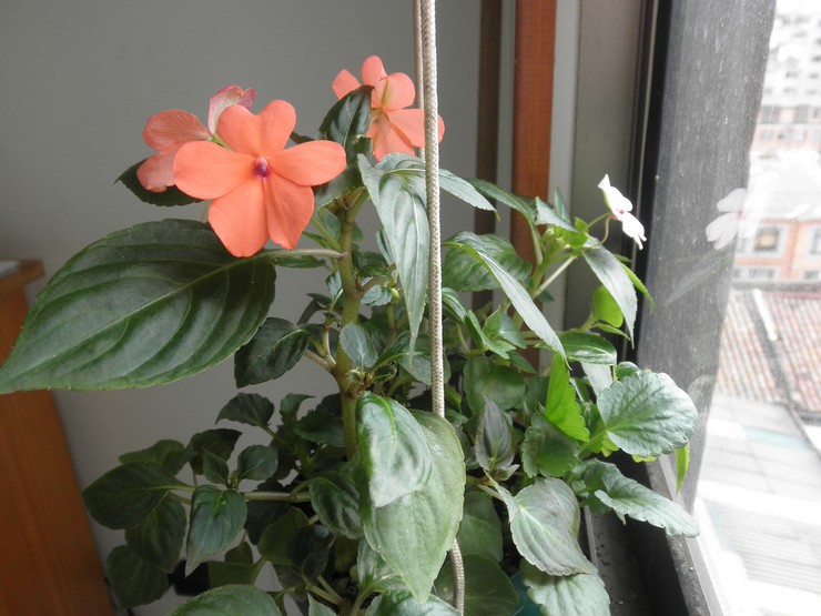 Catharanthus vivaces en hiver