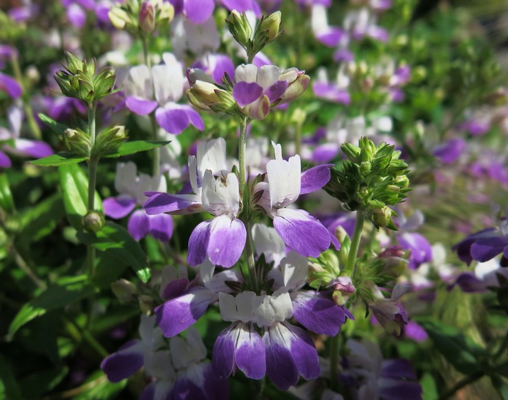 Fleur de Collinsia