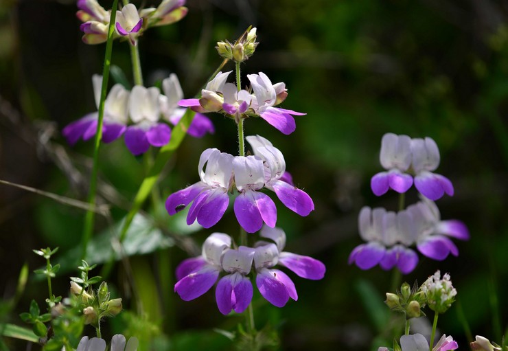 Collinsia: plantation et entretien en plein champ, à partir de graines