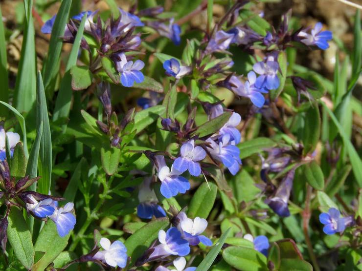 Types et variétés de collinsia