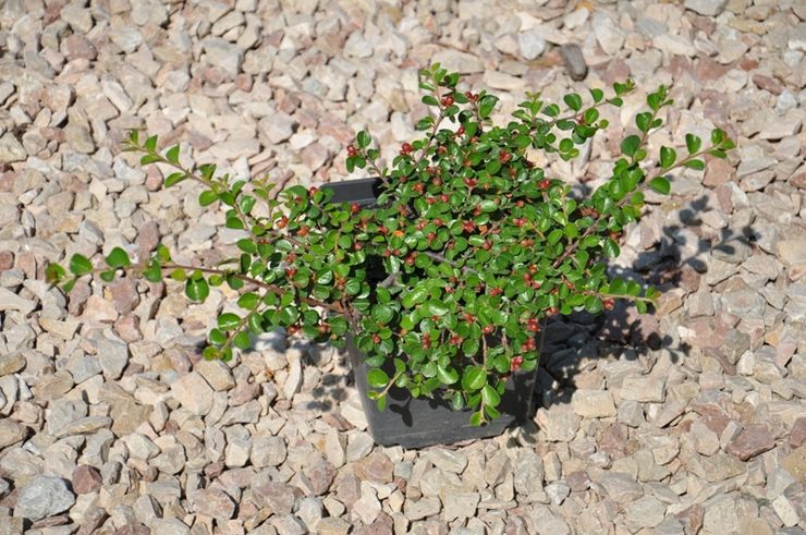 Planter un cotonéaster en pleine terre