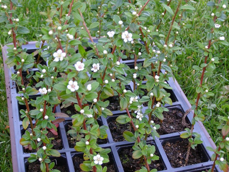 Reproduction du cotonéaster