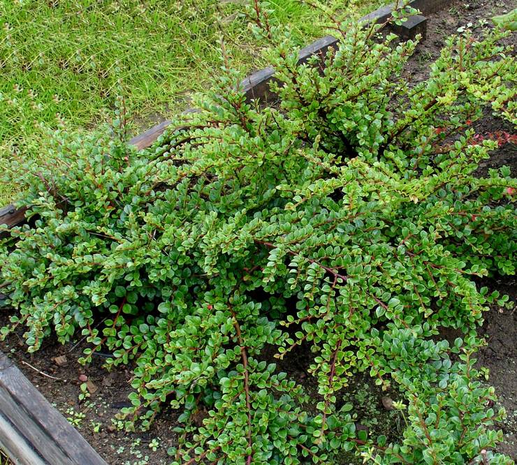 Prendre soin d'un cotonéaster dans le jardin