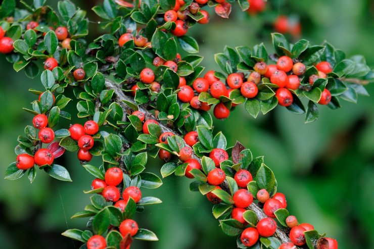 Types et variétés de cotonéaster