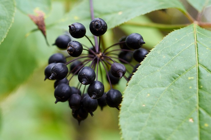 La composition de l'éleuthérocoque épineux contient de nombreux composants précieux qui contribuent à la guérison dans le traitement de nombreuses maladies