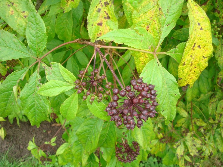 Plantation d'Eleutherococcus en pleine terre