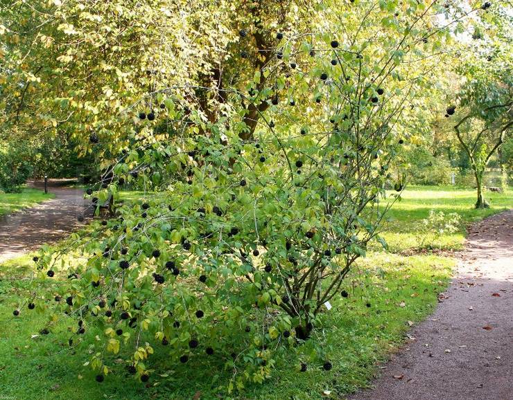 Soin d'Eleutherococcus dans le jardin