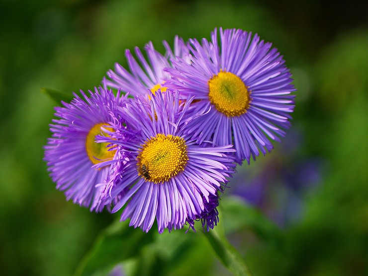 Erigeron (à petits pétales): plantation et entretien en plein champ, photos et vues