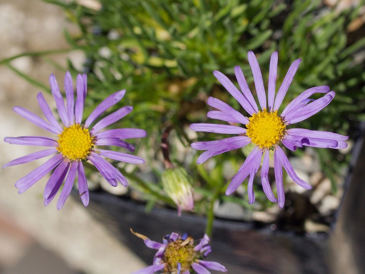 Cultiver l'erigeron à partir de graines