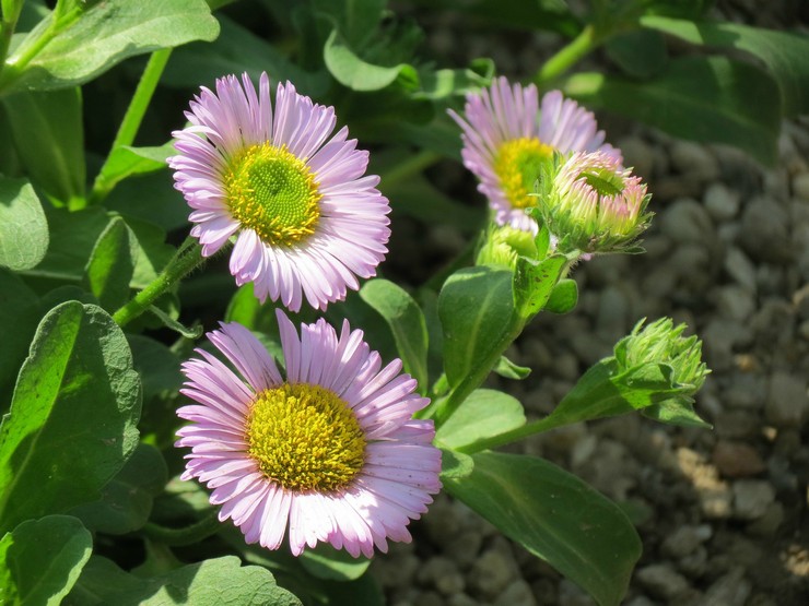 Prendre soin d'Erigeron dans le jardin