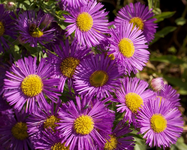 Types et variétés d'erigeron