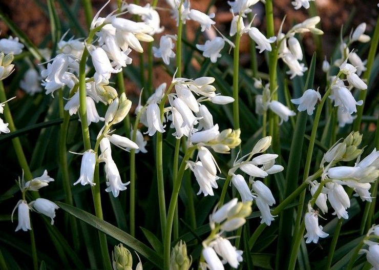 Galtonia: plantation et entretien en plein champ, culture au jardin