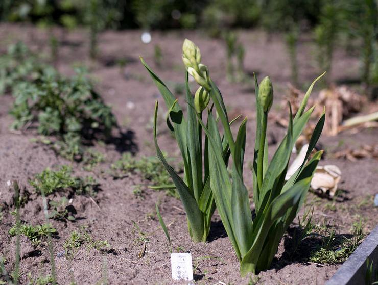 Soins Galtonia dans le jardin