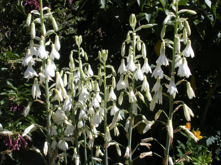 Types et variétés de galtonia