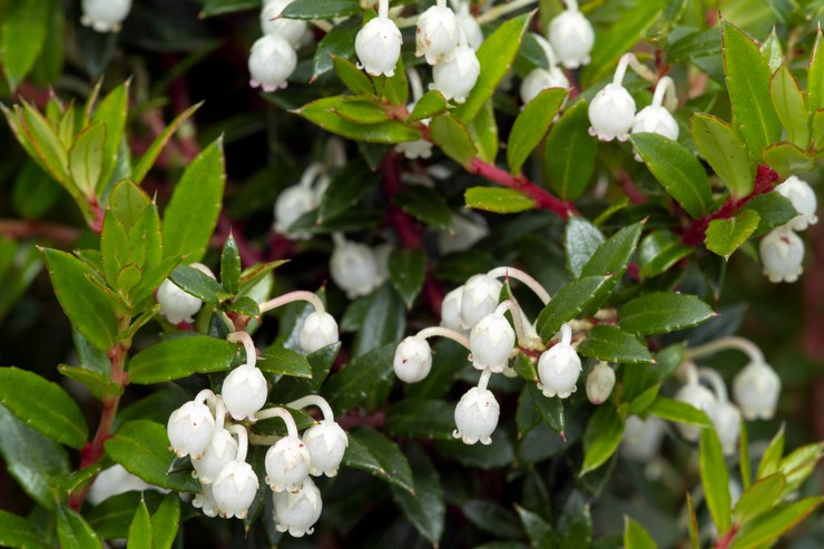 Types et variétés de haulteria