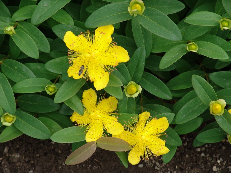 Planter du millepertuis en pleine terre