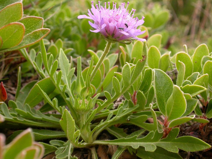 Planter l'aboyeur en pleine terre