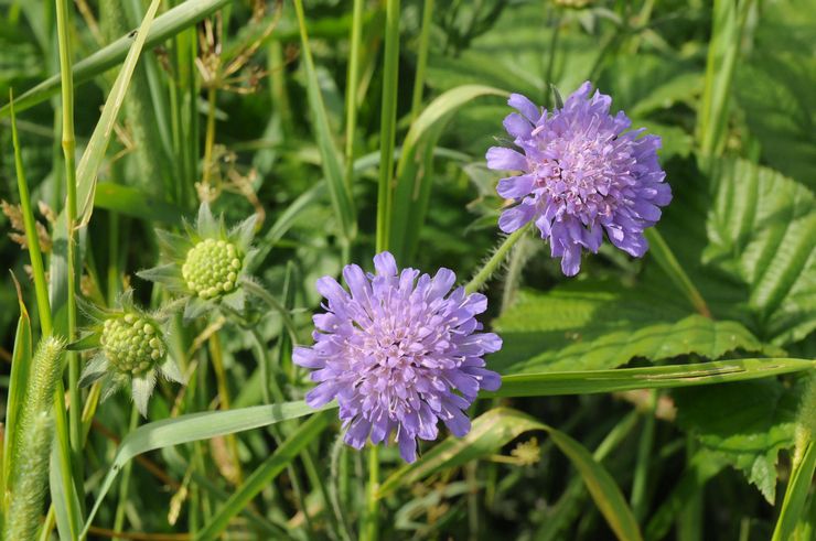 Prendre soin de l'aboyeur dans le jardin