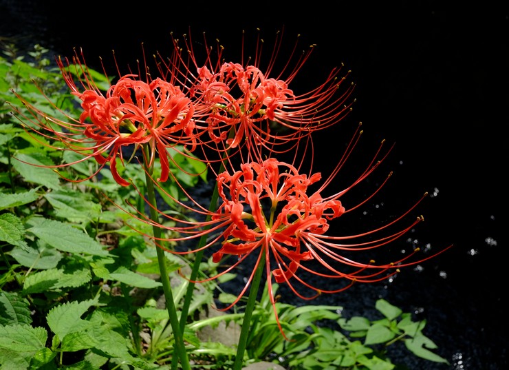 Contrairement à de nombreuses autres plantes bulbeuses, le lycoris ne nécessite pas de greffe annuelle.