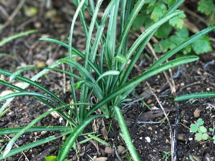 Planter des lycoris en pleine terre