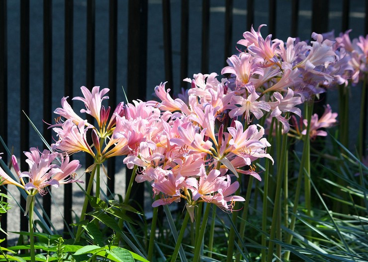 Soin de réglisse dans le jardin